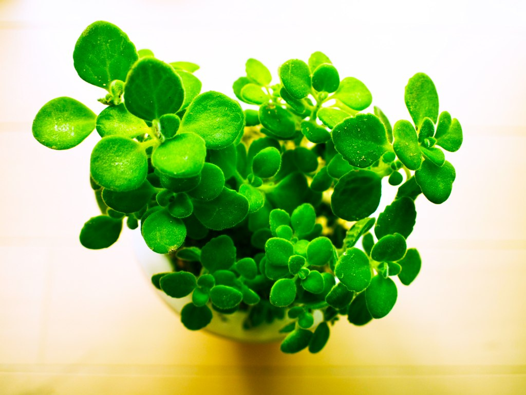 پلکترانتوس آمبوینیکاس